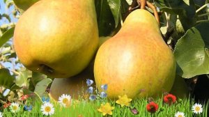 Груша плодовая Велеса ? Обзор: посадка и уход. крупномеры груши Велеса: описание и особенности