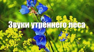 Звуки утреннего леса. 1 час  расслабления  и медитации.