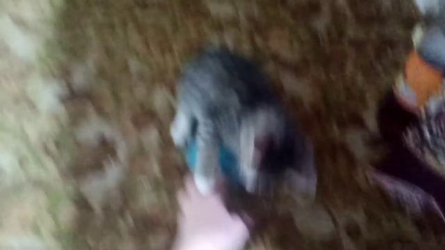 Стоит только взять любимую игрушку котёнка, начинает её отбирать смотреть онлайн