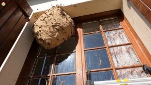 Очень большое гнездо азиатского шершня за ставнями. Охотник на шершня very big nest of asian hornet