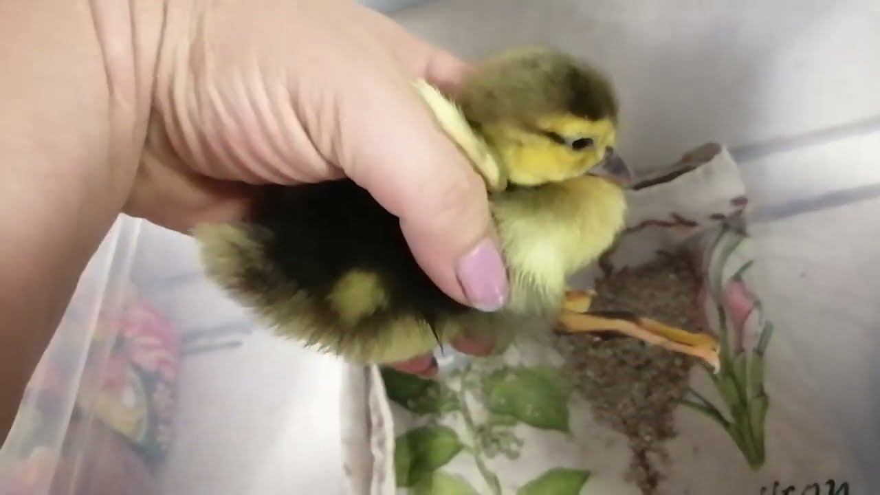 Куры вывели утёнка))) смотреть онлайн