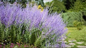 Красивые засухоустойчивые растения, которые не боятся жары! Шикарная клумба с минимальным уходом