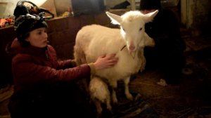 КУПИЛИ ДОМ В ДЕРЕВНЕ. ЧТО ДЕЛАТЬ?! КОЗА ТОЛЬКО ЧТО РОДИЛА. НА УЛИЦЕ МОРОЗ