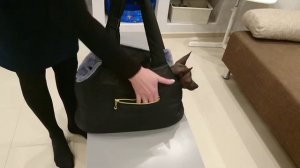 Сумка- переноска для собак  DWDOGSWEAR