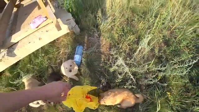 Исхудавшия мать и голодные щенки / Помощь бездомным животным смотреть онлайн