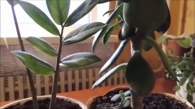 Мои Комнатные Растения. Цветы Для Дома. Самые Полезные Комнатные Растения Для Вашего Дома