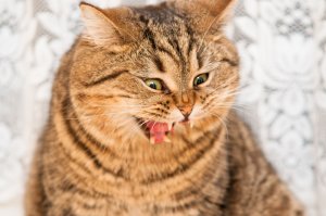 СМЕШНЫЕ КОТЫ И КОШКИ 2022! Я РЖАЛ ЦЕЛЫЙ ЧАС! ВЕСЕЛЫЕ СИТУАЦИИ С ДОМАШНИМИ ЖИВОТНЫМИ