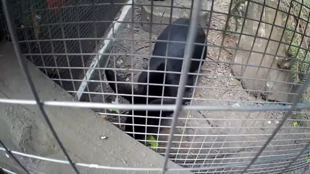 VLOG#3 Колона I Парк Мира I Минизоопарк в Коломне смотреть онлайн