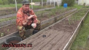 Как посеять чернушку, что бы вырастить нужный севок