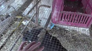 Разведение кроликов: как сделать клетки для кроликов своими руками?