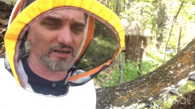 Новости дня из тайги! Андрей Медонос на пасеке. Дикий мёд. смотреть онлайн