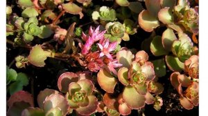 Очиток ложный Кокцинеум  (sedum spurium var  coccineum)