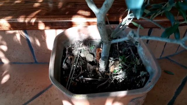 Оливковые деревья в домашних условиях.