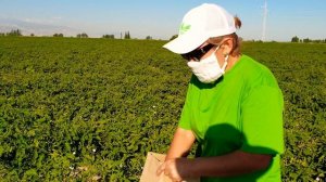 Трихограмма, эфективный энтомофаг против гусеницы совки