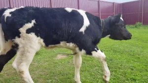 ПРО ТЕЛЁНКА И РЫБАЛКУ