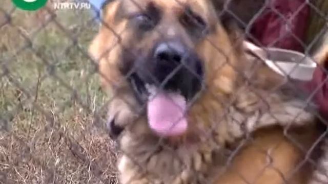 Праздник сотрудников ОВО смотреть онлайн