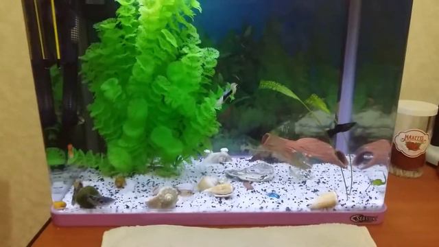 Мои рыбки/ уход за рыбками/ Akwatube смотреть онлайн