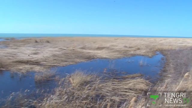 Дикие тюльпаны Казахстана на грани исчезновения смотреть онлайн