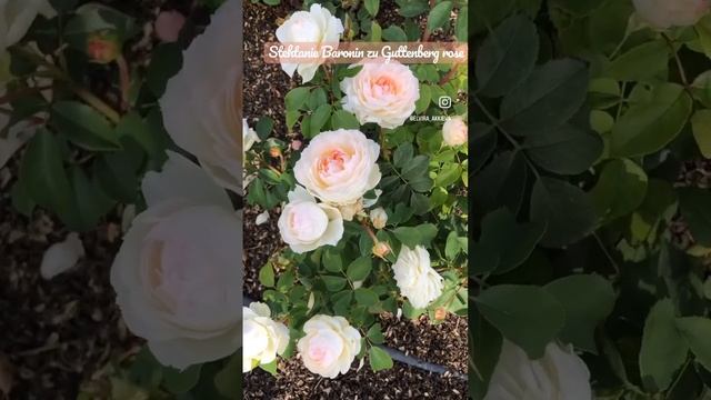 Stephanie Baronin zu Guttenberg rose . #roses #garden #питомникроз #rose