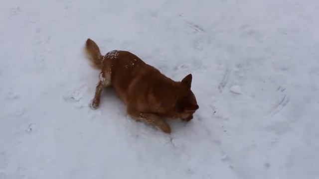 Продаю дом!!! С весёлым РЫЖИКОМ!!! Всем РЕКОМЕНДУЮ... смотреть онлайн