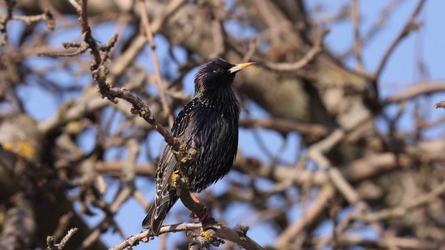 Голос поёт пересмешничает лягушку и др город шумит TelingaDT КП104с