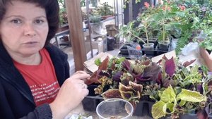 Получила черенки колеусов ?!!! Привожу их в чувство ??.