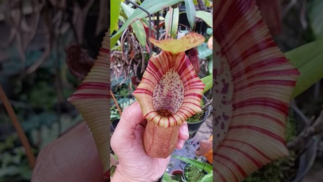 Nepenthes ventricosa x ( spectabilis x northiana )