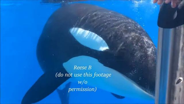 KWUCT seaworld orlando (full tour) смотреть онлайн