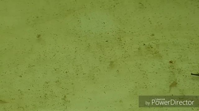 Дафния разводим из сушеной дафний смотреть онлайн