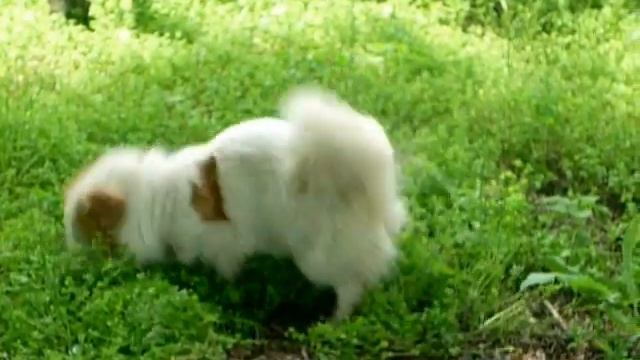 Собака дворняжка Пушок. смотреть онлайн