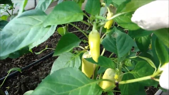 УХОД ЗА СЛАДКИМ ПЕРЦЕМ! КАПЕЛЬНЫЙ ПОЛИВ! смотреть онлайн