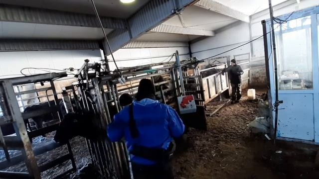 Ректальное обследование животных КРС породы Ангус! смотреть онлайн