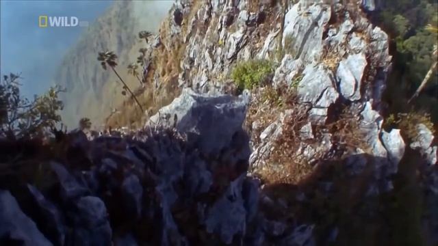 Дикая природа, джунгли, животные Тайланда.