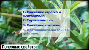 Валериана трава: польза и вред (Кратко и Понятно!) | Лекарственные растения