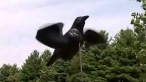 Активная приманка для охоты на ворон Air Crow