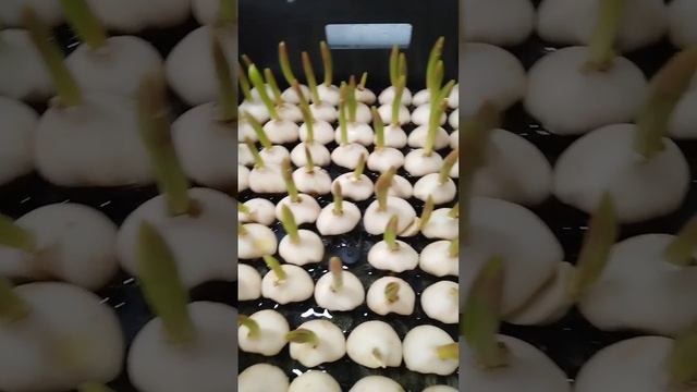 Выгонка тюльпанов.Грубые ошибки .Пытаюсь спасти корни с помощью гидропоники.#Выгонка тюльпанов смотреть онлайн