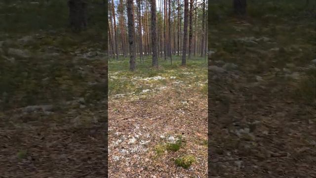 Турстоянка 7. Почозеро. Кенозерский национальный парк.