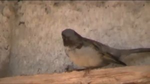 Как голуби кормят своих птенцов/How doves feed their chicks