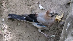 Птичка сойка