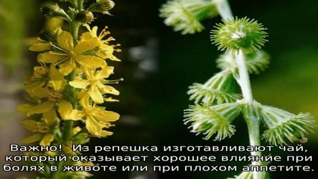 Репешок трава: описание, свойства и применение смотреть онлайн