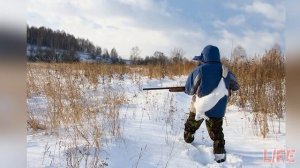 Эти секреты помогут настрелять мешок зайцев! Охота на зайца зимой с подхода