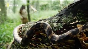 Дикая Канада. Вечная целина (ч.2)