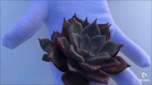 Echeveria Black Swan