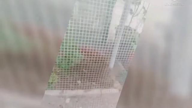 listening birds and rainy sound ❤️ beautifull #plants 🍀🌼🌿 смотреть онлайн