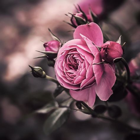 ?Стихи на праздник, универсальное поздравление? смотреть онлайн