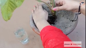 Syngonium plant Update grown in Water