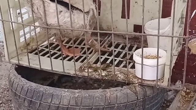 #ГУСЁНОК_СЛОМАЛ_ЛАПУ смотреть онлайн