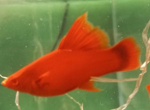 Меченосец рубин флаговый