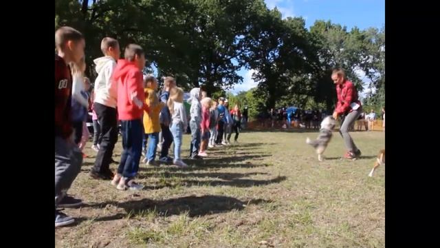 Как научить собаку слушаться при кошках, собаках, людях и когда пес отвлекается. смотреть онлайн