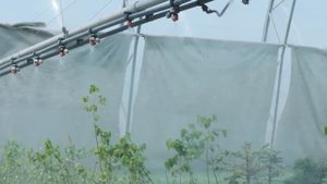 Способы лесовосстановления